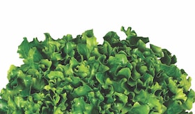 sallad